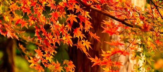 長野県の温泉と旅行の秋