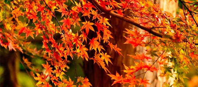 長野県の温泉と旅行の秋