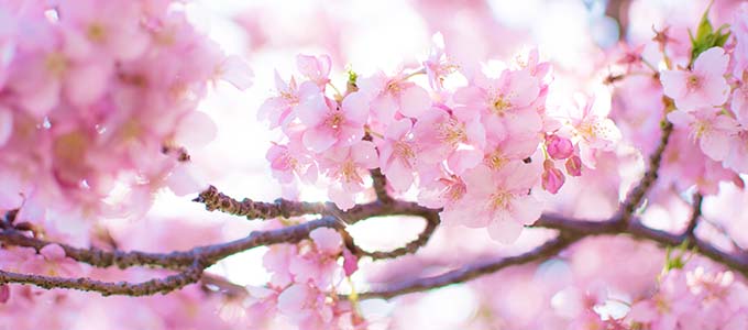 長野県の温泉と旅行の春